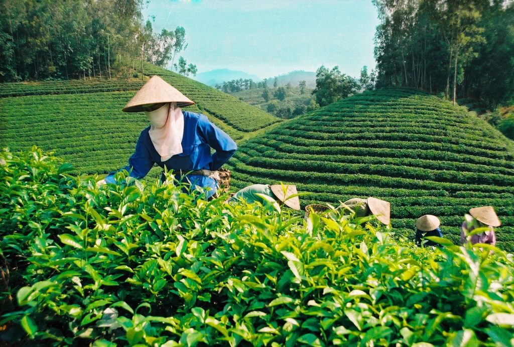 Văn hóa thưởng trà trên cao nguyên xanh của người Bảo Lộc